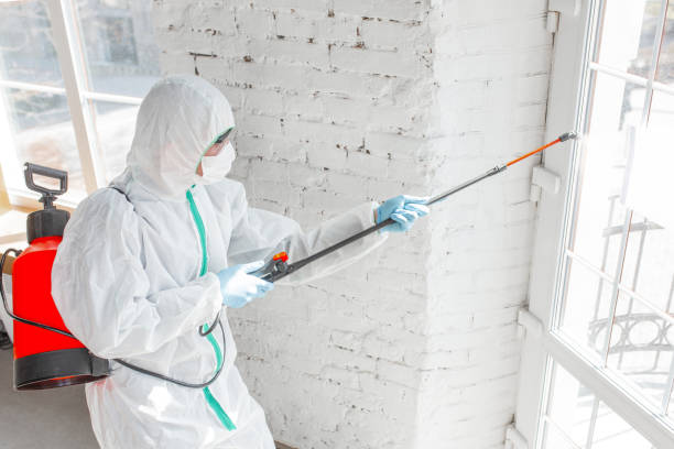 Best Black Mold Removal  in Maple Park, IL