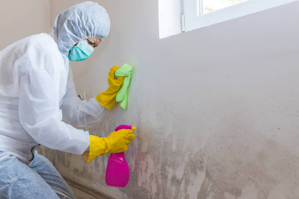 Best Environmental Consulting for Mold Prevention  in Maple Park, IL