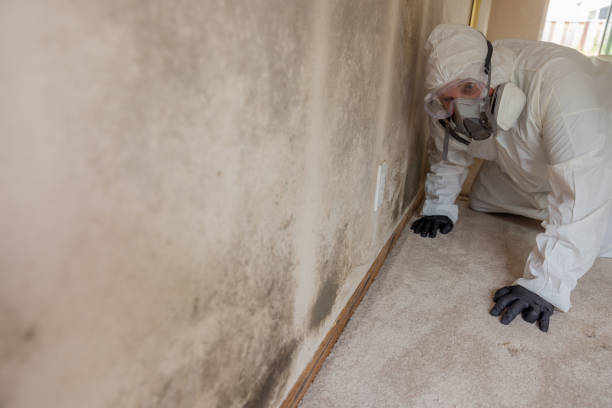 Trusted Maple Park, IL Mold Removal & Remediation Experts